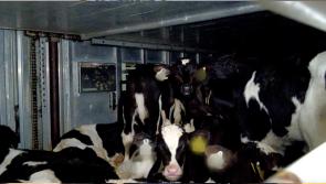 ISPCA calls for Irish dairy overhaul after RTÉ doc reveals 'beyond horrendous' abuses