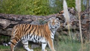 Emerald Park celebrates World Tiger Day this Saturday 