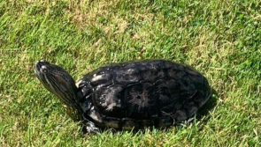 Ukrainian family living in remote Irish village 'desperate' to find lost turtle