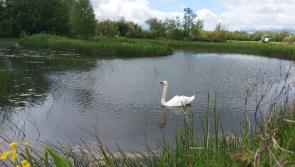 Cabragh Wetlands is an absolute gem that should be treasured 