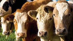 Tipperary-based Herdwatch wins Farm Software Award at Innovation Arena competition