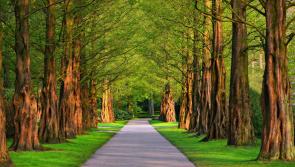 '101 great green spaces' - Ireland leads the way in Europe with this year's Green Flag Awards