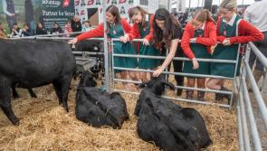 Tipperary students have qualified for the Certified Irish Angus schools competition