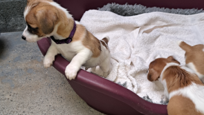 'Ignorance is no defence' - 20-year-old Tipperary man fined for docking tails of puppies