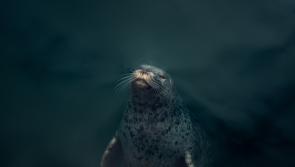 Minister announces formal pledge to protect 30% of marine areas by 2030 