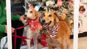 Tipperary animal charity set to benefit from group's Christmas fundraising campaign
