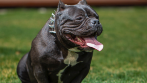 GUIDE: Ireland's laws on XL bully dogs as UK introduces new ban