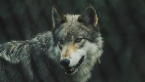 Reintroduction  of wolves ‘like a Little Red Riding Hood story’ says Tipperary councillor