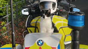 'We are recruiting but no cats need apply' - Gardaí tease idea of new Garda Cat Unit