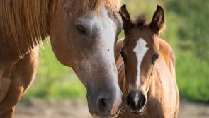 BREAKING: Planning GREEN LIGHT for substantial equestrian development in Tipperary 