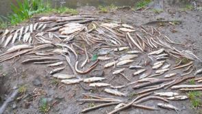 Uisce Éireann fined over sludge discharge that 'wiped out' all fish life on river