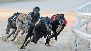 Night at the Dogs will support Tipperary senior hurling team