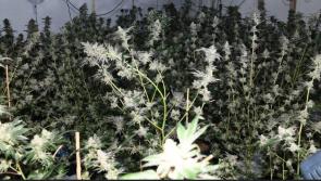 Gardai discover 'large scale' cannabis growhouse at industrial unit in Donegal