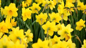 Coffee morning will be held to launch Daffodil Day in Tipperary's largest town