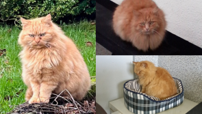 Elderly cat missing from home for NINE years found on Longford vet's Facebook page