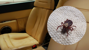 REVEALED: Seven tell-tale signs your car is infested with BUGS and other critters
