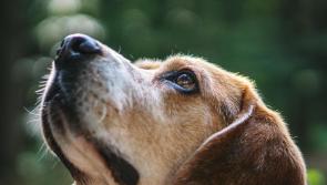 Tipperary animal rescue closes its doors to owner-surrendered dogs 
