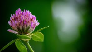  Multi-Species Sward and Red Clover silage measures launched by government 