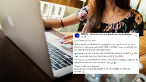 'Do not click links' - Irish animal charity warns supporters to be wary of scam emails