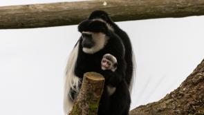 Public asked for help in choosing name for adorable new baby colobus monkey born at Fota