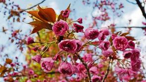 Bernie Hannigan of Interior Design will speak at Flower Club meeting 