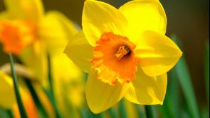 A Tipperary community group is hosting 5km Daffodil Day walk/run in aid of cancer charity