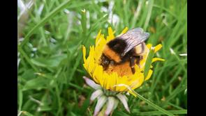 South Tipperary Beekeepers Association starts season by organising beginners course