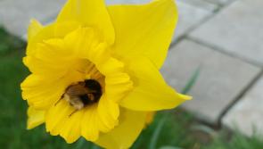 Attention Tipperary gardeners: Cashel Flower and Garden Club meeting with renowned farmer