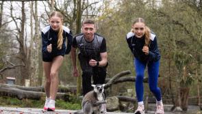 Details unveiled for the popular Cheetah Run at Fota Wildlife Park 