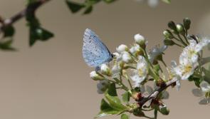 Tipperary Tidy Towns group to launch its Biodiversity Action Plan this weekend