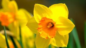 South Tipperary village's 5K Run raised a whopping sum for Daffodil Day