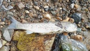 Up to 500 fish die in Tipperary due to suspected river pollution case
