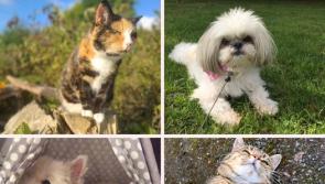 PICTURES: Tipperary's most beloved pets shine on social media
