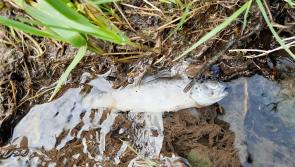 Tipperary Council conducts inspections of facilities in area around King's River fish kill 