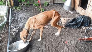 Stray dogs attack people in residential area of Tipperary