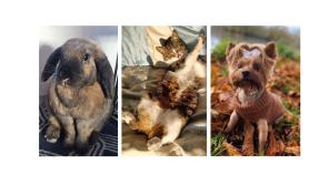 PICTURES: Spot your beloved pet in Tipperary's favourite furry friends!
