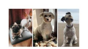 PICTURES: Tipperary people share their favourite pics of their precious pets!