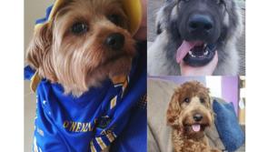 PICTURES: Adorable Tipperary pets take center stage ahead of World Veterinary Day