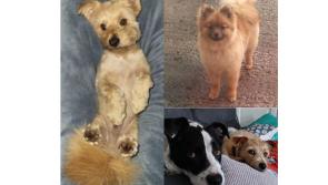 PICTURES: The furry friends of Tipperary unleashed!
