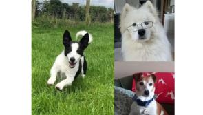 PICTURES: 'Tails' of love shared by Tipperary pet owners