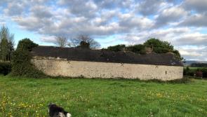 Hedgerows Ireland  make an appeal to landowner