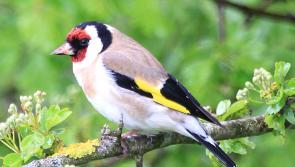 Dawn Chorus in Tipperary