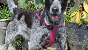 'We are a little worried today'  - Tipperary animal rescue calls out for help