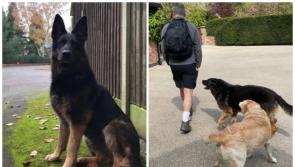 'We'll miss you' - Roy Keane pays touching tribute after death of his dog Jet