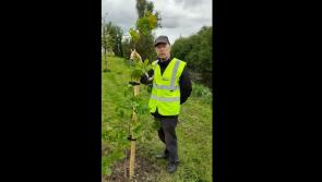 Thurles Tidy Town plant Oak and Hazel trees along the river bank