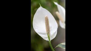 South Tipperary parish continues traditions of Graveyard Masses and Blessing of Lilies