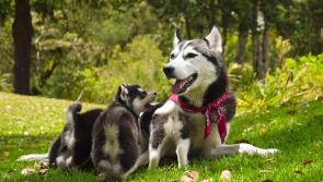 Local Tipperary visitors welcomed to annual dog show and parish fete