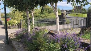 Much to be admired in Tipperary Town as summer breaks into colour