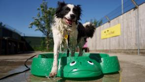 Appeal issued to Tipperary dog owners 