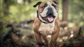 Dogs Trust issue warning to Tipperary dog owners ahead of higher temperatures